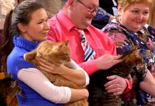 Программа «Жить Здорово» от 18.04.2017: Все для кота. Придумки для владельцев котов