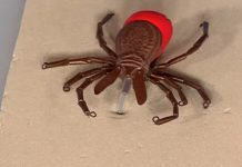 Программа «Жить Здорово» от 27.04.2017: 1 клещ – 2 болезни. Клещи наступают!