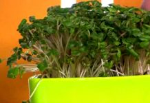 Программа «Жить Здорово» от 31.05.2017: Еда под ногами. Водяной кресс (кресс-салат)