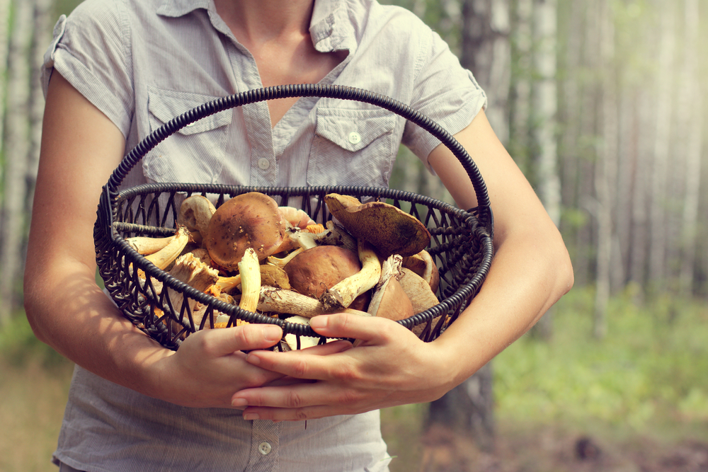 Грибы для людей и природы. Девушка с корзинкой грибов. Фотосессия с грибами. Девушка с грибами в лесу. Девочка с корзинкой с грибами.