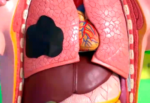 Программа «Жить здорово» от 25.12.2017: Эхинококкоз. Как защититься от паразитов