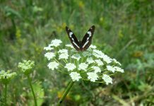 Самые опасные растения в России, к которым лучше не приближаться