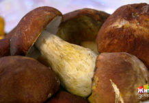 Программа «Жить здорово» от 20.09.2018: Белый гриб. Царь грибов