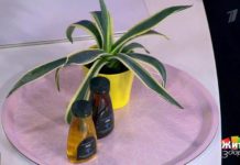 Программа «Жить здорово» от 1.11.2018: Сироп агава