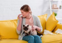 Аллергия на шерсть: как ужиться с любимой кошкой?