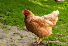 Антибиотики, гормоны роста и паразиты: разбираемся в «куриных» страшилках