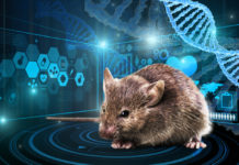Учёные научили мышей видеть в темноте. На очереди – люди
