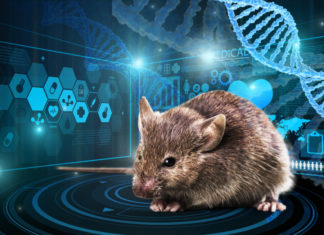Учёные научили мышей видеть в темноте. На очереди – люди