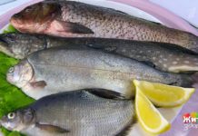 Программа «Жить здорово» повтор от 28.05.2019: Экспертиза речной рыбы