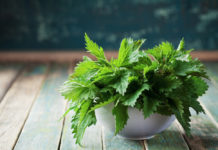 Крапива: полезно ли её есть?