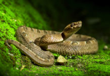 Змеи: как их избежать и что делать после укуса?