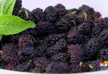 Программа «Жить здорово» от 25.06.2019: Шелковица: ягода для шелковой кожи