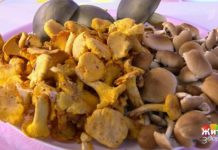 Программа «Жить здорово» от 06.09.2019: Есть нельзя выбросить. Лесные грибы