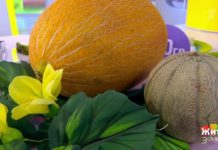 Программа «Жить здорово» от 09.09.2019: Дыня против давления