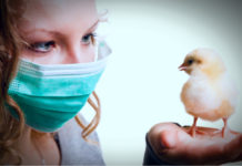 Перелетная болезнь: что за штамм вируса птичьего гриппа угрожает России