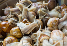 Улитка вместо фарша: в Подмосковье начали производство «здоровых» пельменей с необычной начинкой