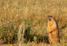 В Монголии от бубонной чумы умер 15-летний подросток