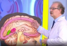 Программа «Жить здорово» от 13.01.2021: Жизненный цикл мозга