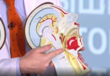 Программа «Жить здорово» от 11.02.2021: Совет от Андрея Продеуса