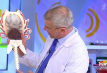 Программа «Жить здорово» от 09.04.2021: Вирусы. Клещевой энцефалит