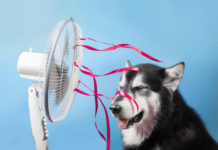 Пять советов страдающим от жары: что помогает, а что нет?