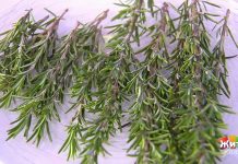 Программа «Жить здорово» от 06.05.2022: Розмарин против коронавируса