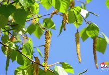 Программа «Жить здорово» от 30.05.2022: Все цветёт. Насморк без простуды