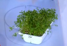 Программа «Жить здорово» от 13.05.2022: Что посадить на даче? Кресс-салат