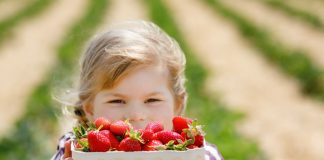 Подмосковная клубника