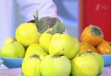 Программа «Жить здорово» от 24.11.2022: Все связано. Айва