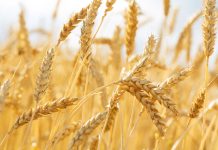 Истинный аллерген