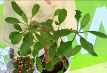 Программа «Жить здорово» от 27.02.23: До ужаса красивые. Домашние растения