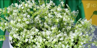 Программа «Жить здорово» от 17.07.2024: Ядовитые монстры на ваших огородах. Ландыш