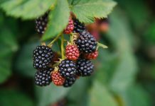 Ягодка моя. Ежевика