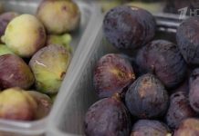 Программа «Жить здорово» от 14.09.2023: Крымский инжир