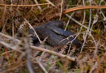 Гадюки наступают