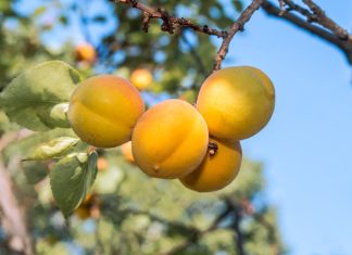 Абрикосы из Дагестана: Интересные факты и польза
