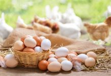 Сальмонеллез: предупреждение об опасности