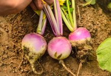 Помни о корнях. Турнепс