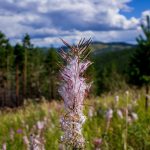 Чем согреваются в России? Иван-чай из Бурятии