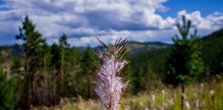 Чем согреваются в России? Иван-чай из Бурятии