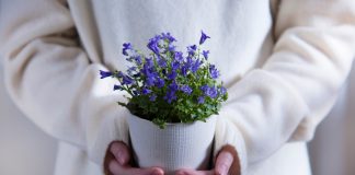 Домашние растения: за или против