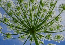 Осторожно, борщевик: растение, которое может обжечь без огня