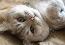 Пушистый антистресс: как кошки защищают наше здоровье, и как защитить их в ответ