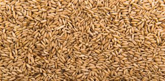 Продукты долгого хранения: почему ячмень может храниться годами и чем он полезен для организма