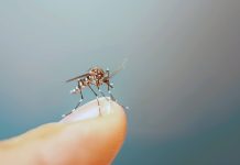 Комары атакуют: как защититься от укусов и что делать, если вас уже укусили