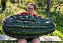 Кабачок весом 60 килограммов: как вырастили овощ-рекордсмен и чем он полезен