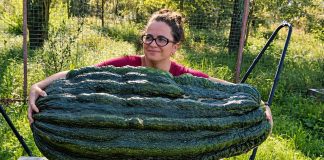 Кабачок весом 60 килограммов: как вырастили овощ-рекордсмен и чем он полезен